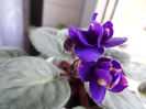 Violeta indigo, inmultita de mine