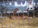 IMG_0967