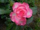 bordure rose