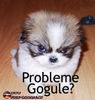 problemegogule