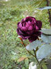 DSC09953