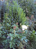 DSC09885