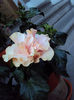 DSC09838