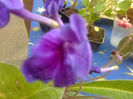 streptocarpus floare