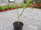 Brugmansia roz