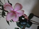 Dainty  Pink