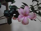 Dainty Pink