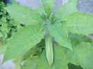 Brugmansia Sunexplosion