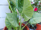 Colocasia