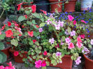 Impatiens