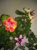 Hibiscus grup