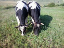 juninca stanga vaca in dreapta