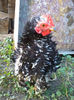 Cochinchina pitic bobat  frezat