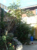 Albizia 2