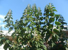 Paulownia mea la 3,5 ani