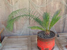 Cycas...cat mi l-am dorit...