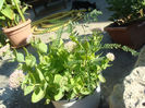 Sedum
