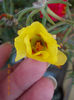 12 septembrie 2013-flori 003