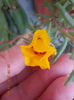 12 septembrie 2013-flori 004