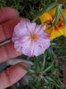12 septembrie 2013-flori 173