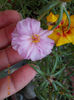 12 septembrie 2013-flori 174