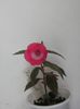 `Rosy frost`