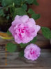 12 septembrie 2013-flori 170