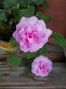 12 septembrie 2013-flori 171