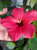 12 septembrie 2013-flori 011