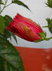 12 septembrie 2013-flori 014