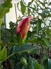 12 septembrie 2013-flori 015