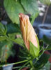 12 septembrie 2013-flori 016