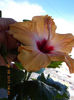 12 septembrie 2013-flori 017