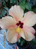 12 septembrie 2013-flori 036