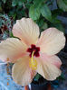 12 septembrie 2013-flori 037