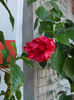 12 septembrie 2013-flori 038