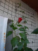 12 septembrie 2013-flori 039