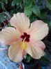 12 septembrie 2013-flori 044