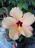 12 septembrie 2013-flori 045