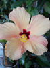 12 septembrie 2013-flori 046