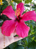 12 septembrie 2013-flori 070