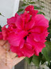 12 septembrie 2013-flori 072