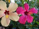 12 septembrie 2013-flori 075
