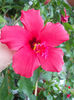 12 septembrie 2013-flori 115