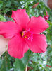 12 septembrie 2013-flori 116