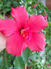 12 septembrie 2013-flori 117