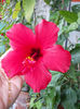 12 septembrie 2013-flori 119