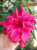 12 septembrie 2013-flori 180