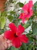 12 septembrie 2013-flori 185