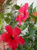 12 septembrie 2013-flori 186